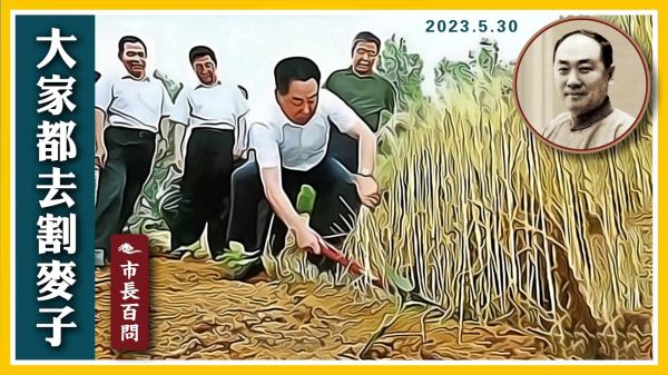 【市長百問】大家都去割麥子